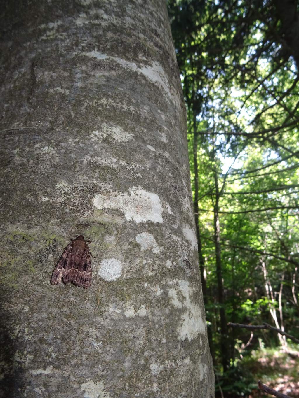 Amphipyra piramidea - Noctuidae